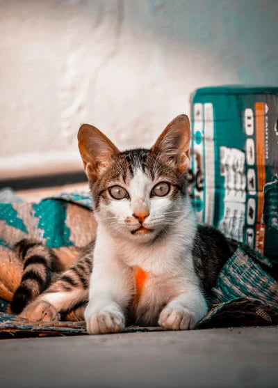 Cats